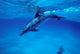 Atlantic Spotted Dolphin Grand Wall Decal Design 3