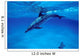 Atlantic Spotted Dolphin Grand Wall Decal Design 3