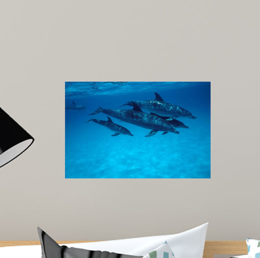Atlantic Spotted Dolphin Grand Wall Decal Design 2