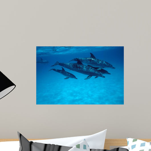 Atlantic Spotted Dolphin Grand Wall Decal Design 2