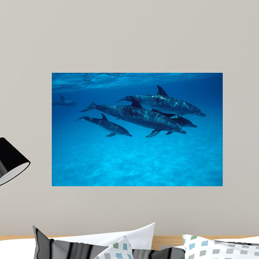 Atlantic Spotted Dolphin Grand Wall Decal Design 2