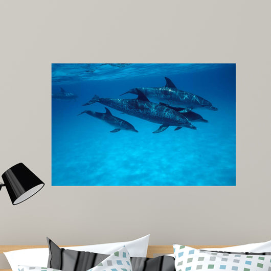 Atlantic Spotted Dolphin Grand Wall Decal Design 2