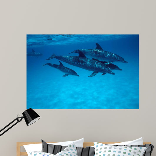 Atlantic Spotted Dolphin Grand Wall Decal Design 2