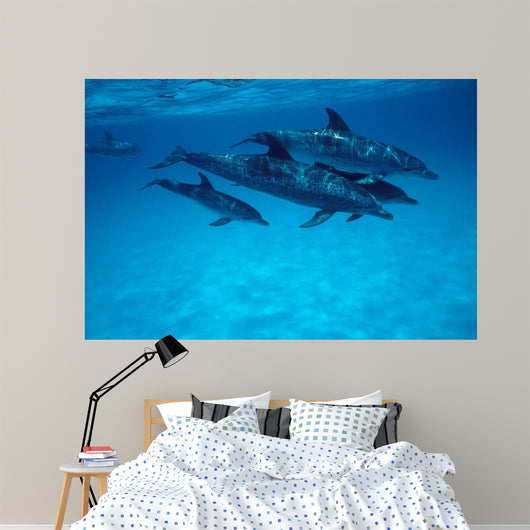 Atlantic Spotted Dolphin Grand Wall Decal Design 2