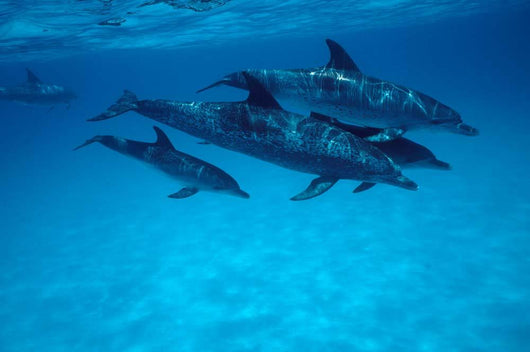 Atlantic Spotted Dolphin Grand Wall Decal Design 2