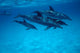 Atlantic Spotted Dolphin Grand Wall Decal Design 2