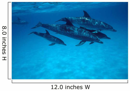 Atlantic Spotted Dolphin Grand Wall Decal Design 2