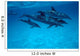 Atlantic Spotted Dolphin Grand Wall Decal Design 2