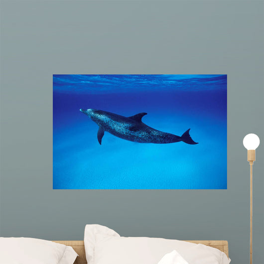 Atlantic Spotted Dolphin Grand Wall Decal Design 1