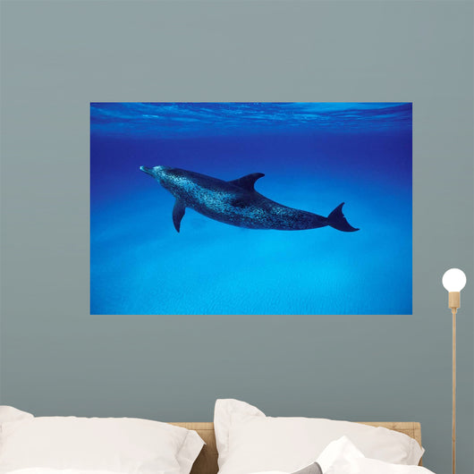 Atlantic Spotted Dolphin Grand Wall Decal Design 1