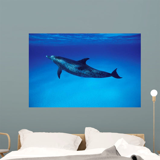 Atlantic Spotted Dolphin Grand Wall Decal Design 1