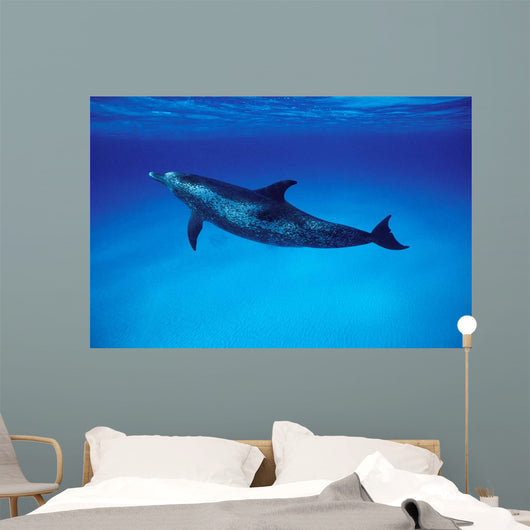 Atlantic Spotted Dolphin Grand Wall Decal Design 1