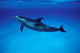 Atlantic Spotted Dolphin Grand Wall Decal Design 1