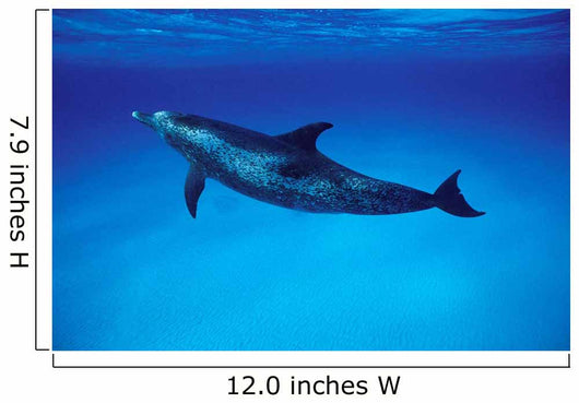 Atlantic Spotted Dolphin Grand Wall Decal Design 1