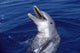 Bottlenose Dolphin Roatan Bay Wall Decal
