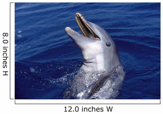 Bottlenose Dolphin Roatan Bay Wall Decal