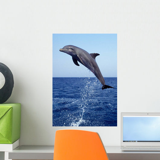 Bottlenose Dolphin Caribbean off Wall Decal Design 8