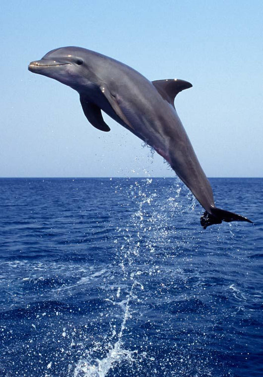 Bottlenose Dolphin Caribbean off Wall Decal Design 8