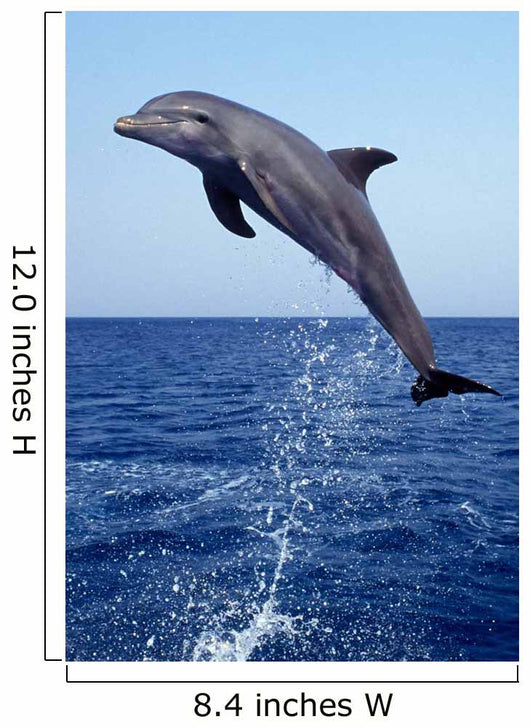 Bottlenose Dolphin Caribbean off Wall Decal Design 8