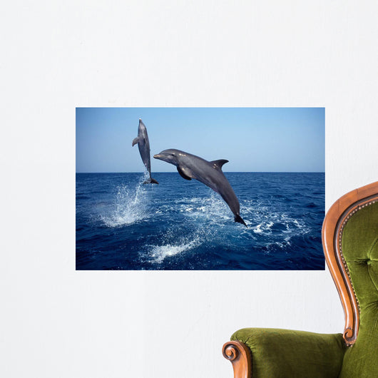 Bottlenose Dolphin Caribbean off Wall Decal Design 7