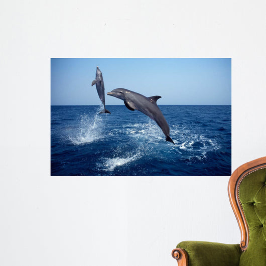 Bottlenose Dolphin Caribbean off Wall Decal Design 7