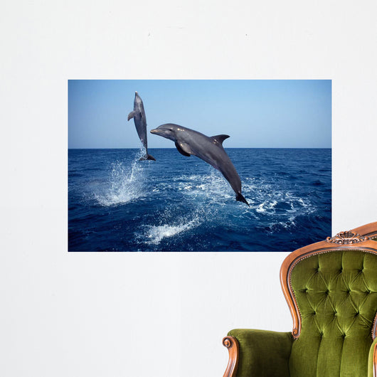 Bottlenose Dolphin Caribbean off Wall Decal Design 7