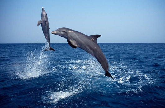 Bottlenose Dolphin Caribbean off Wall Decal Design 7