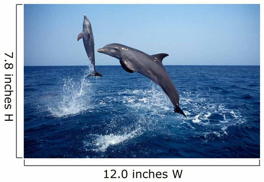 Bottlenose Dolphin Caribbean off Wall Decal Design 7