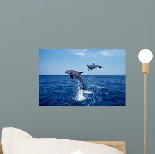 Bottlenose Dolphin Caribbean off Wall Decal Design 6