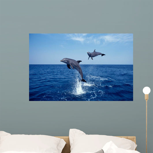 Bottlenose Dolphin Caribbean off Wall Decal Design 6