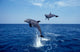 Bottlenose Dolphin Caribbean off Wall Decal Design 6