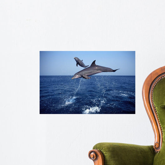 Bottlenose Dolphin Caribbean off Wall Decal Design 5