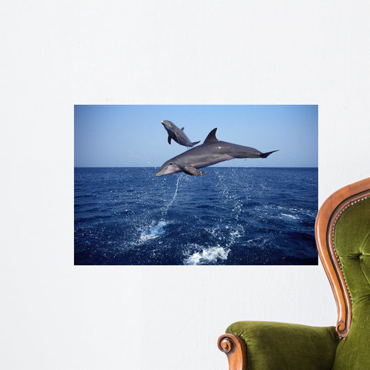 Bottlenose Dolphin Caribbean off Wall Decal Design 5