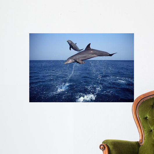 Bottlenose Dolphin Caribbean off Wall Decal Design 5