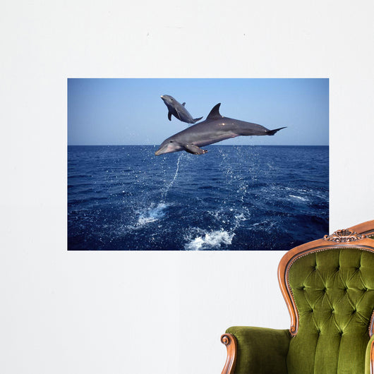 Bottlenose Dolphin Caribbean off Wall Decal Design 5