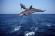 Bottlenose Dolphin Caribbean off Wall Decal Design 5