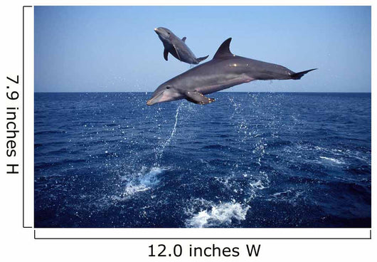 Bottlenose Dolphin Caribbean off Wall Decal Design 5