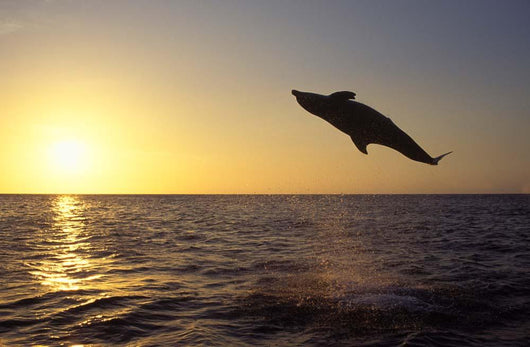 Bottlenose Dolphin Caribbean off Wall Decal Design 4