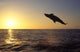 Bottlenose Dolphin Caribbean off Wall Decal Design 4