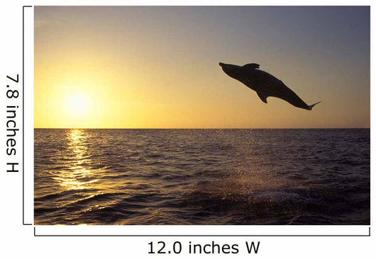 Bottlenose Dolphin Caribbean off Wall Decal Design 4