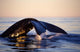Northern Right Whale Late Wall Decal