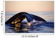 Northern Right Whale Late Wall Decal