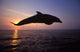 Bottlenose Dolphin Caribbean off Wall Decal Design 3
