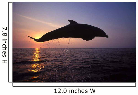 Bottlenose Dolphin Caribbean off Wall Decal Design 3