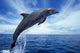 Bottlenose Dolphin Caribbean off Wall Decal Design 2