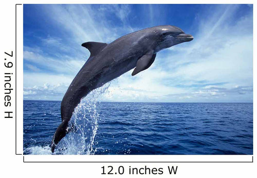 Bottlenose Dolphin Caribbean off Wall Decal Design 2