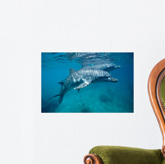 Bottlenose Dolphin Caribbean off Wall Decal Design 1