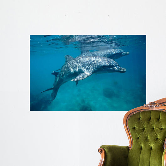 Bottlenose Dolphin Caribbean off Wall Decal Design 1