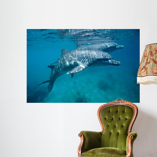 Bottlenose Dolphin Caribbean off Wall Decal Design 1
