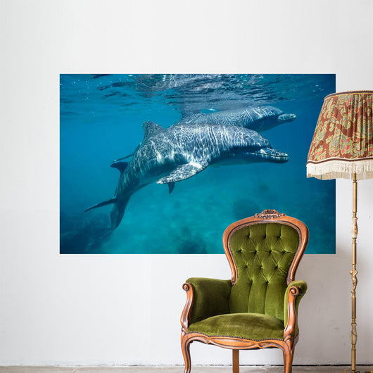 Bottlenose Dolphin Caribbean off Wall Decal Design 1